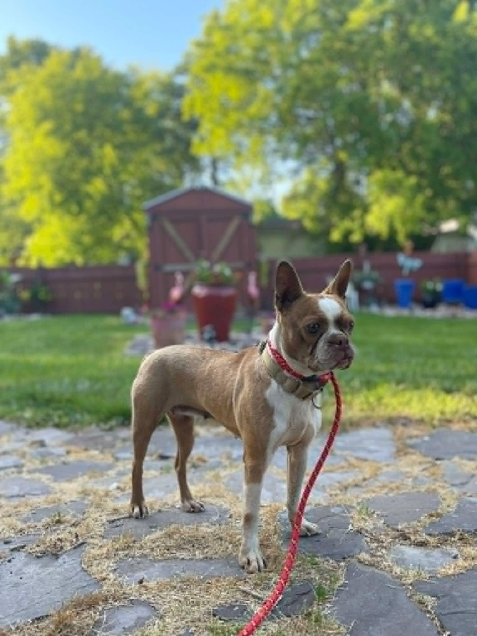 Enlarge BeeBee, an adopted Boston Terrier in Brunswick, ME image 1/1