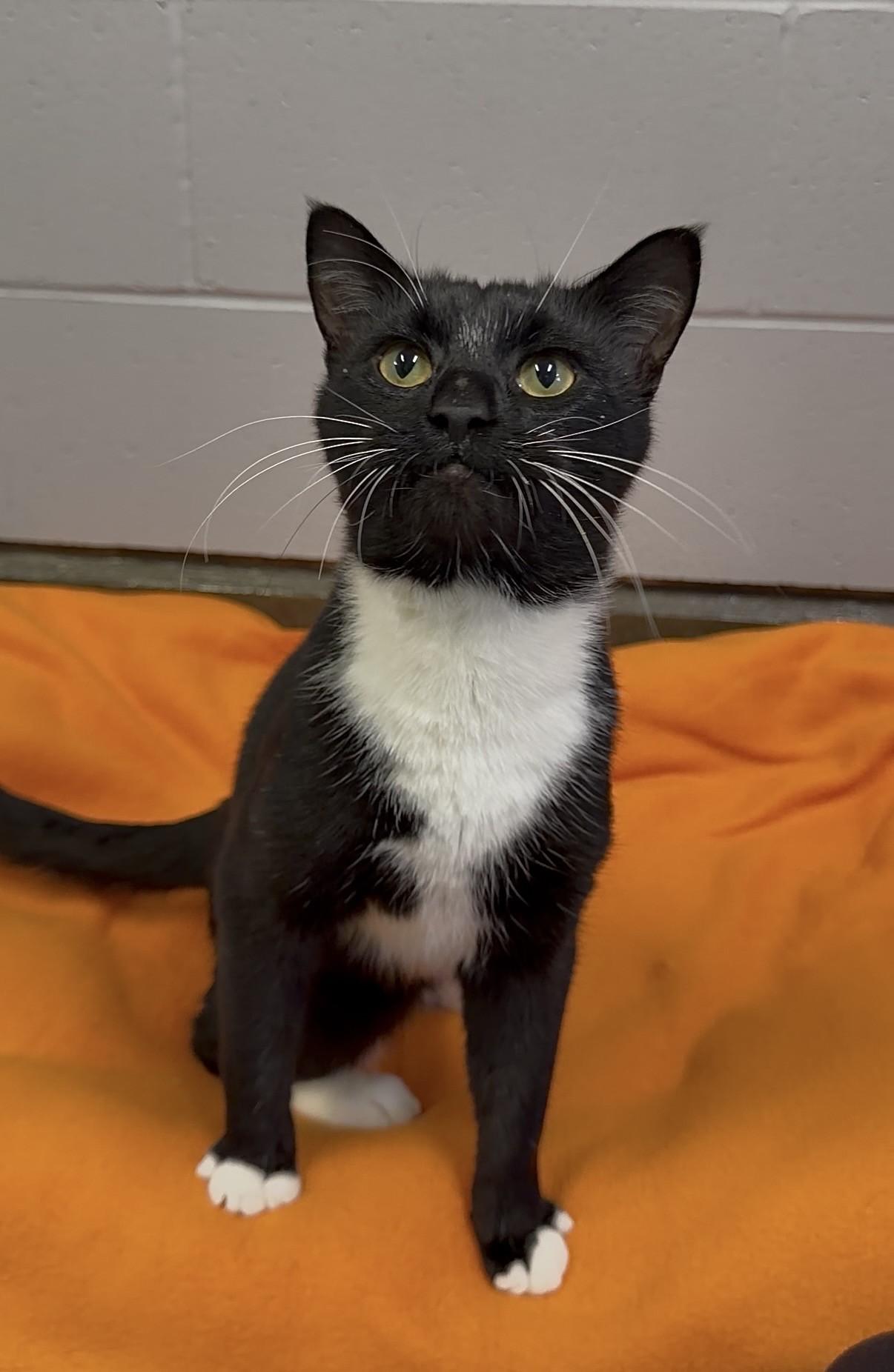 Jack Skellington, Adoptable, Young Male Domestic Short Hair.