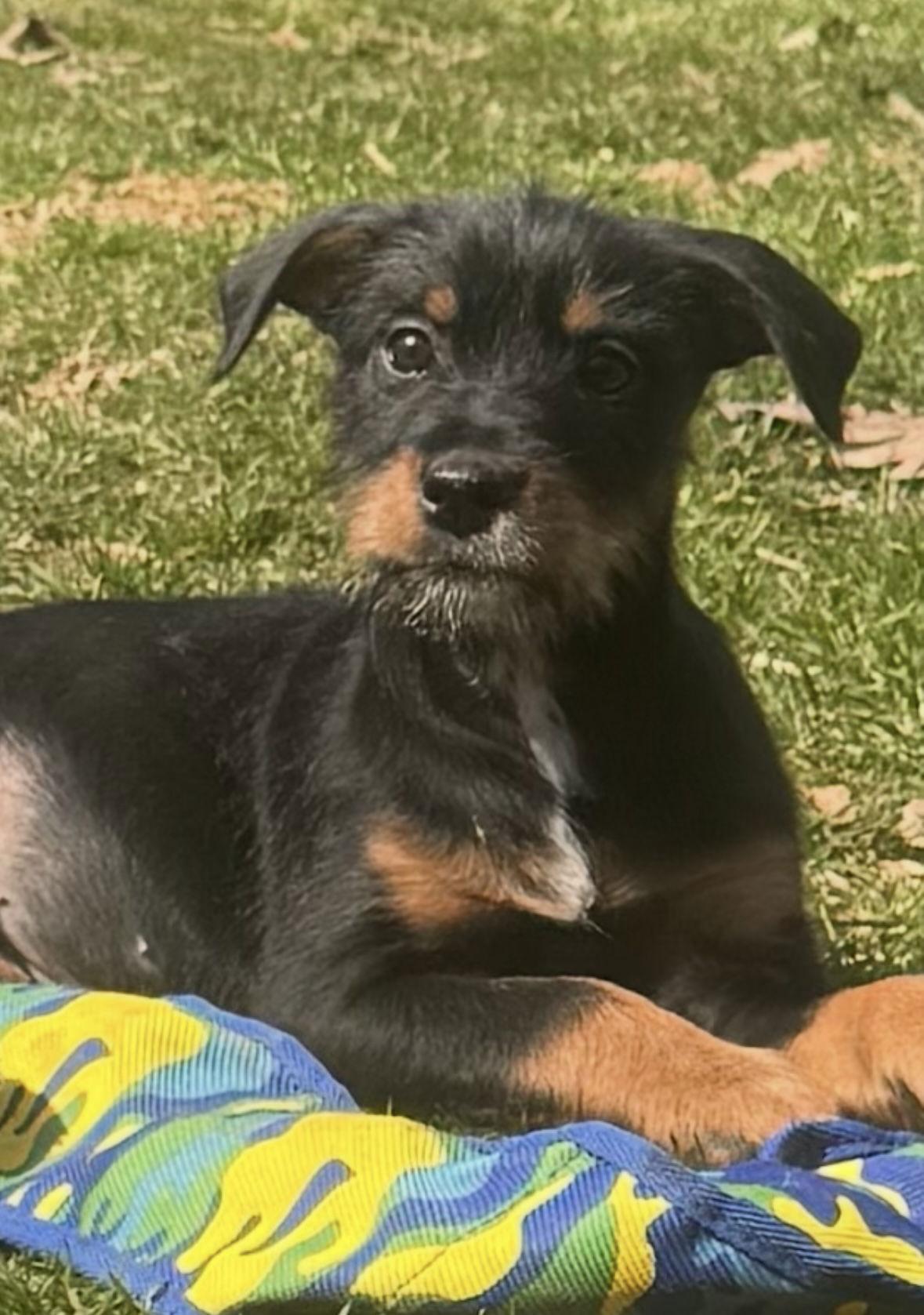 Cordelia, ADOPTABLE, Puppy Female Miniature Schnauzer & Doberman Pinscher.
