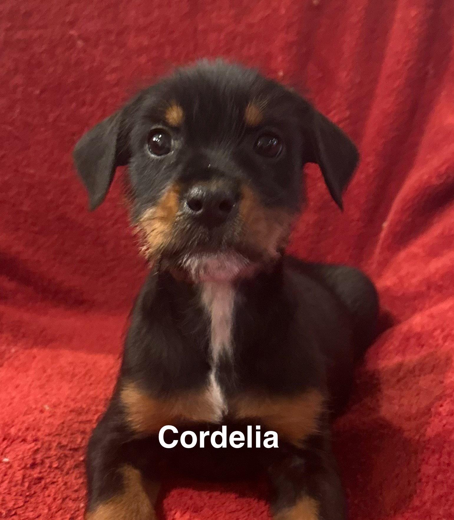 Enlarge Cordelia, a ADOPTABLE mixed breed in Pottstown, PA image 2/2