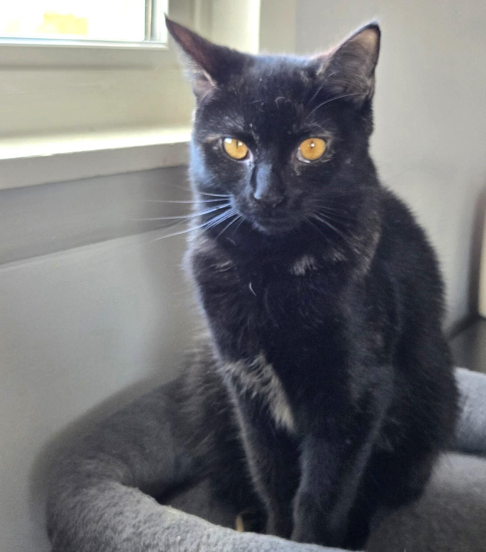 Enlarge Indigo, an adopted mixed breed in Greensburg, PA image 3/4