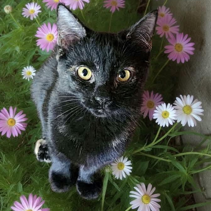 Enlarge Indigo, an adopted mixed breed in Greensburg, PA image 4/4