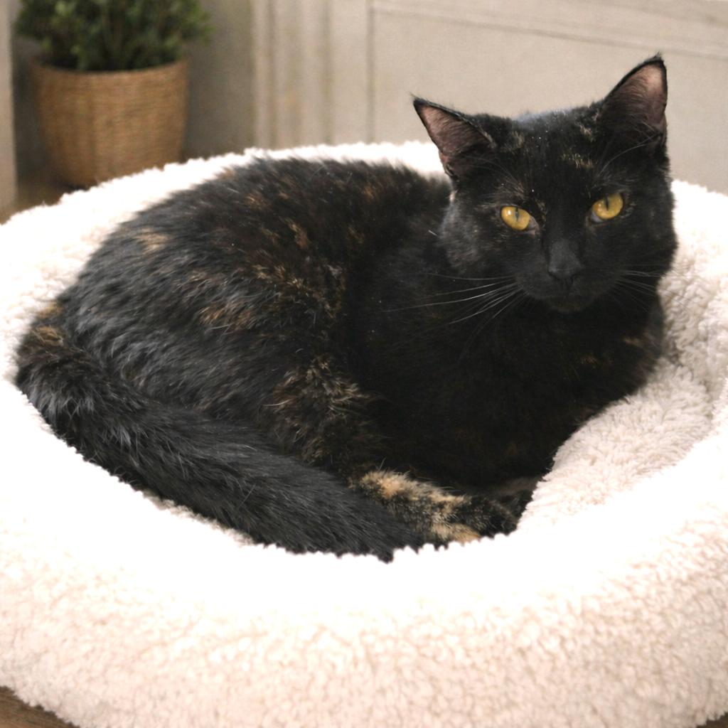 Enlarge Indigo, an adopted mixed breed in Greensburg, PA image 1/4