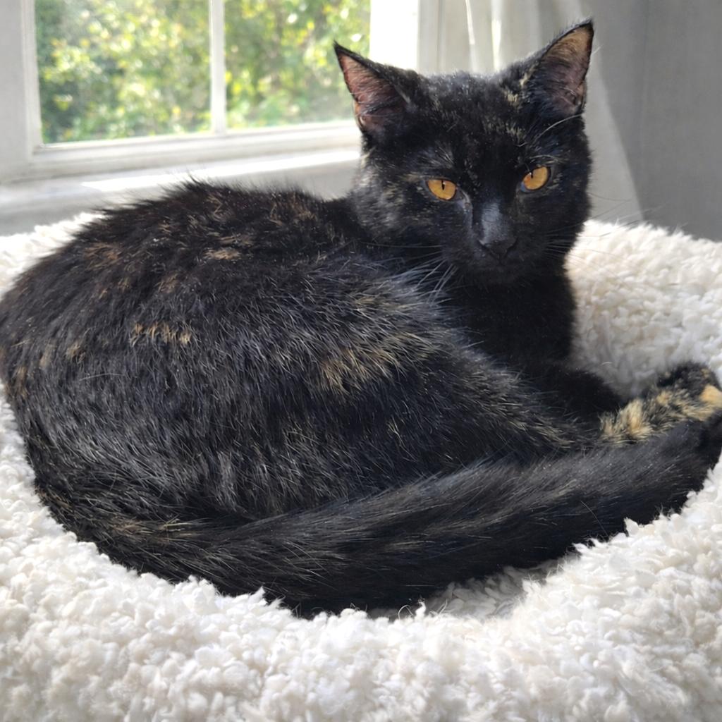 Enlarge Indigo, an adopted mixed breed in Greensburg, PA image 2/4