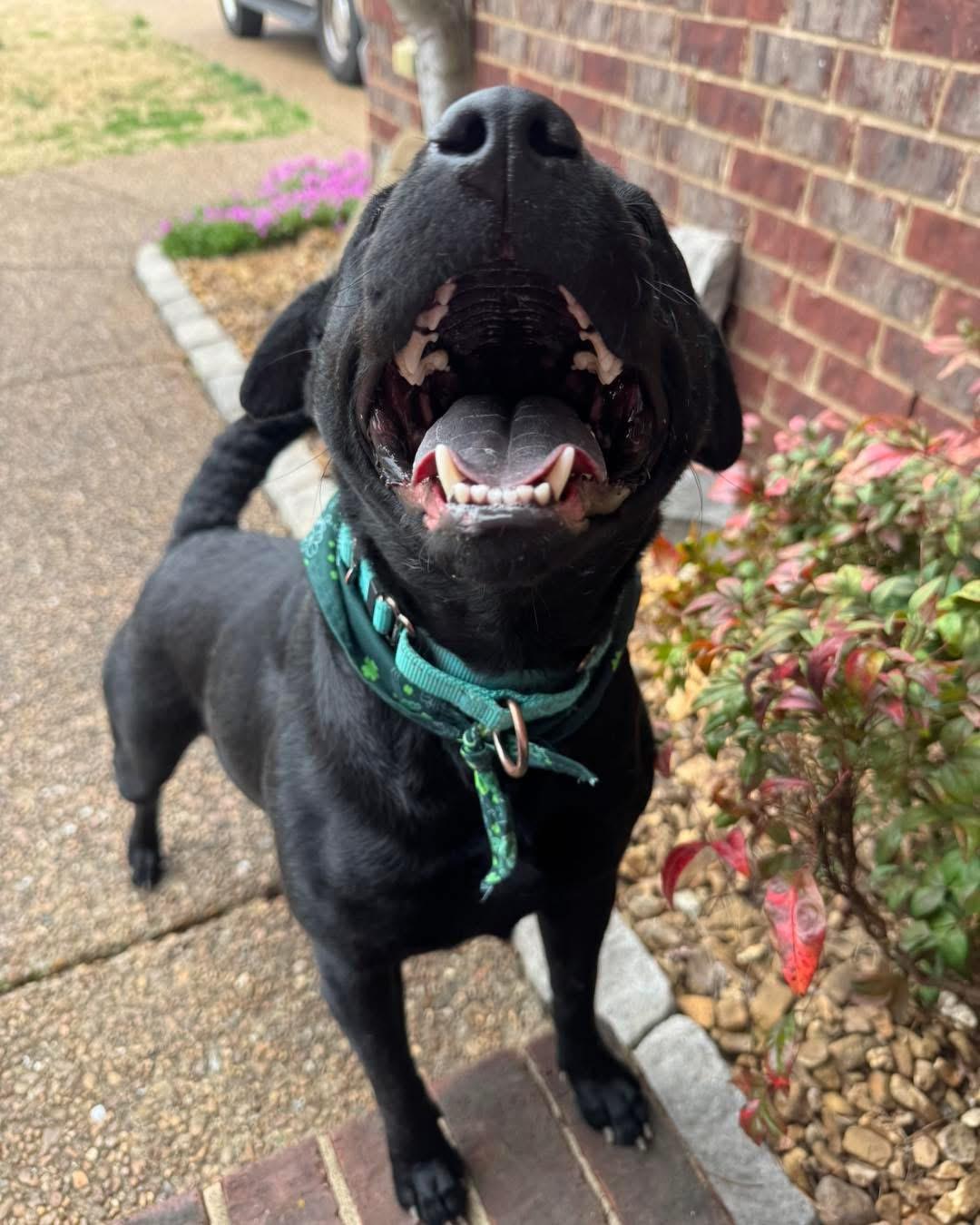 Enlarge Ducky, a Adoptable mixed breed in Mount Juliet, TN image 4/6