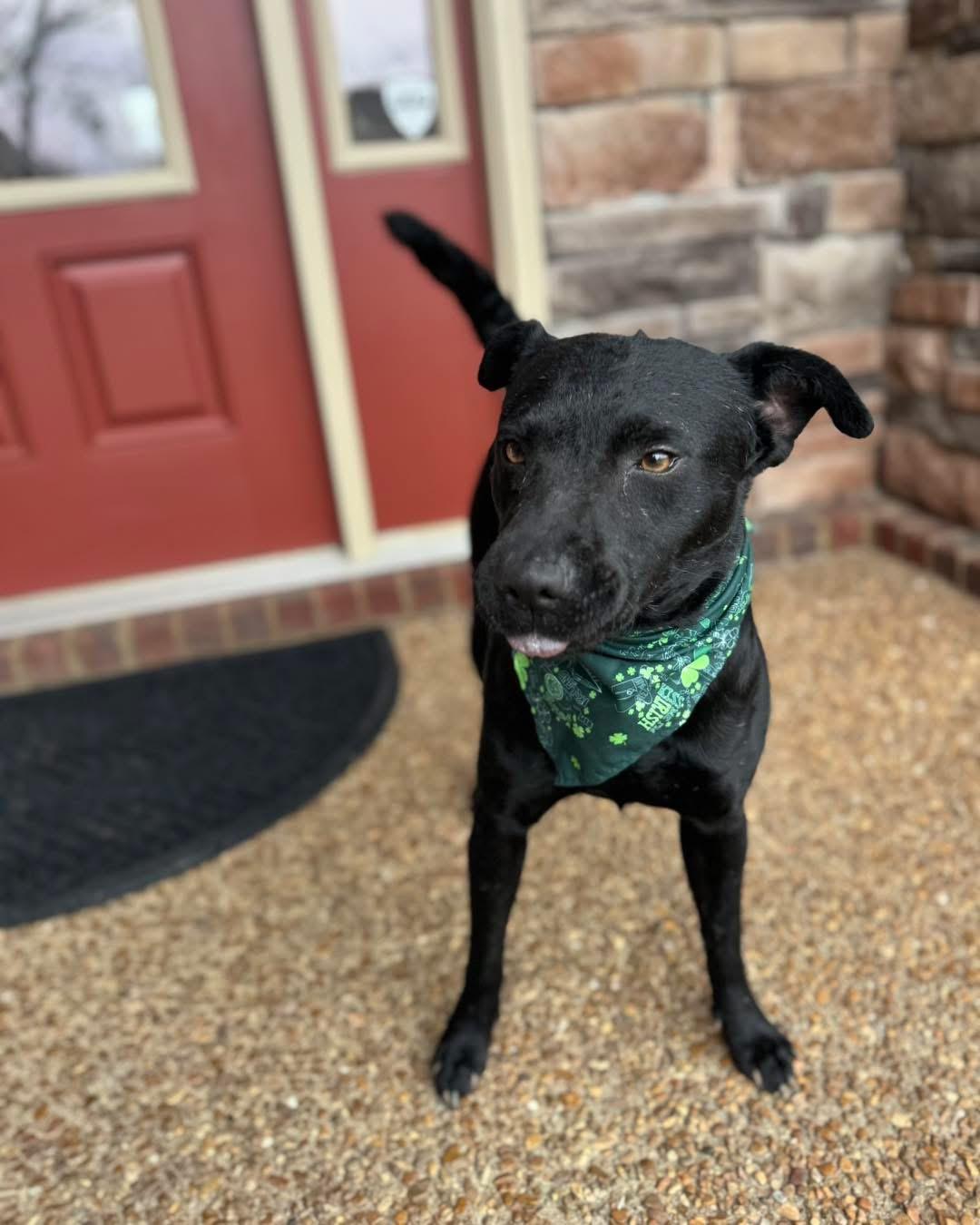 Enlarge Ducky, a Adoptable mixed breed in Mount Juliet, TN image 2/6