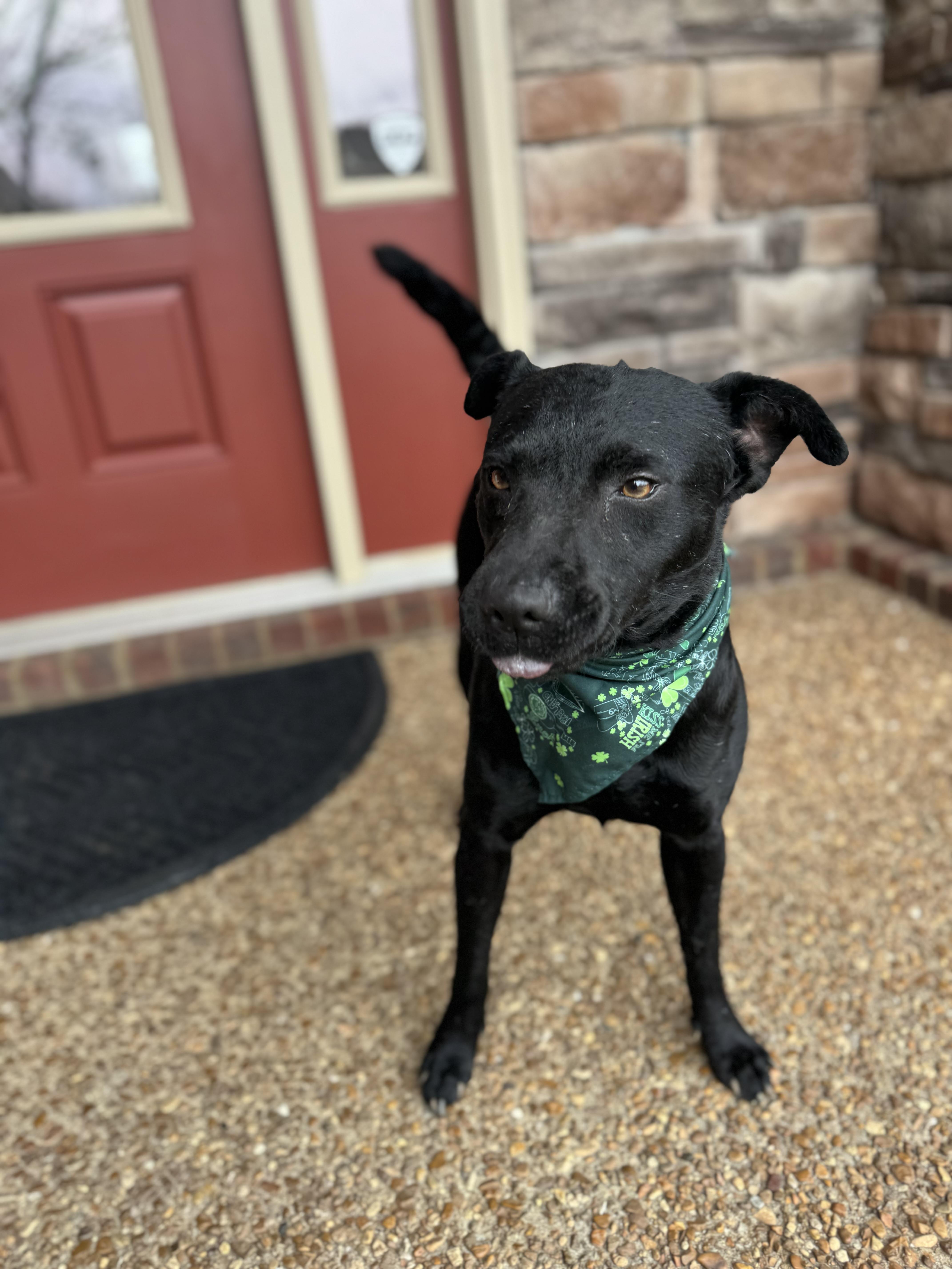 Ducky, a Adoptable mixed breed in Mount Juliet, TN image 1/6