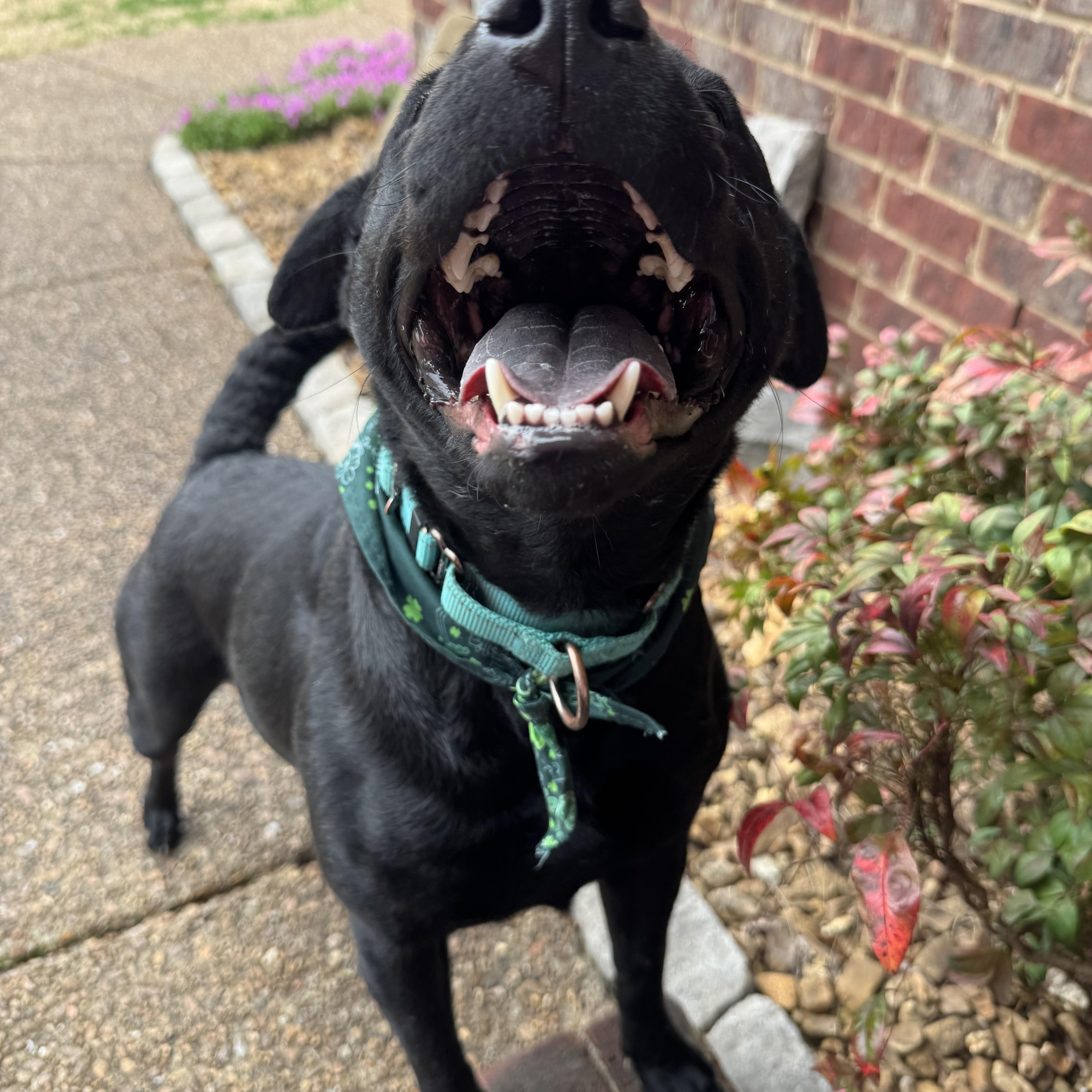 Ducky, a Adoptable mixed breed in Mount Juliet, TN image 6/6