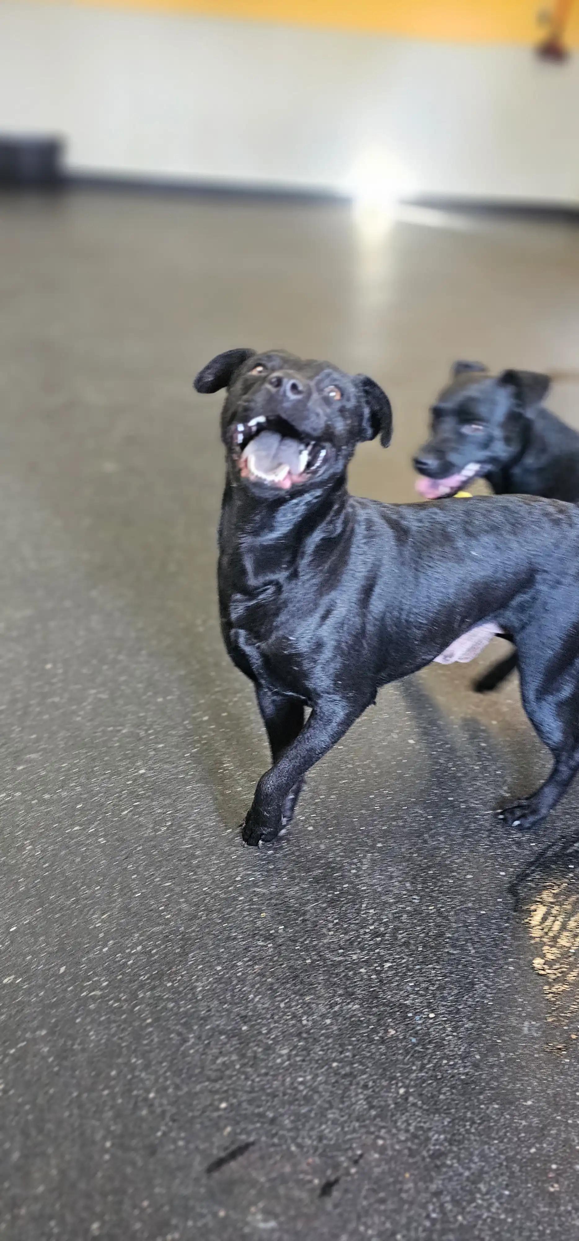 Ducky, a Adoptable mixed breed in Mount Juliet, TN image 2/6