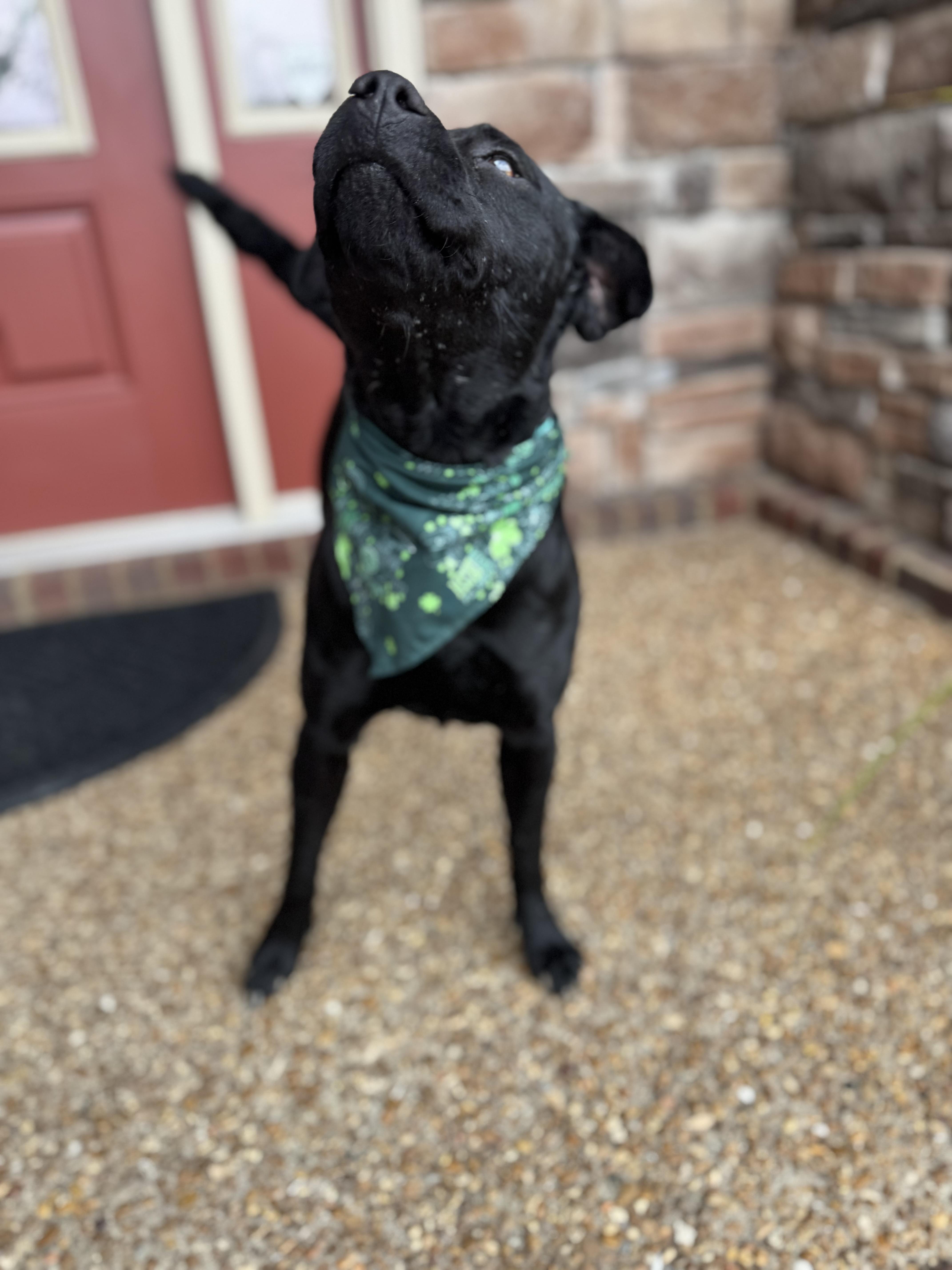 Ducky, a Adoptable mixed breed in Mount Juliet, TN image 5/6