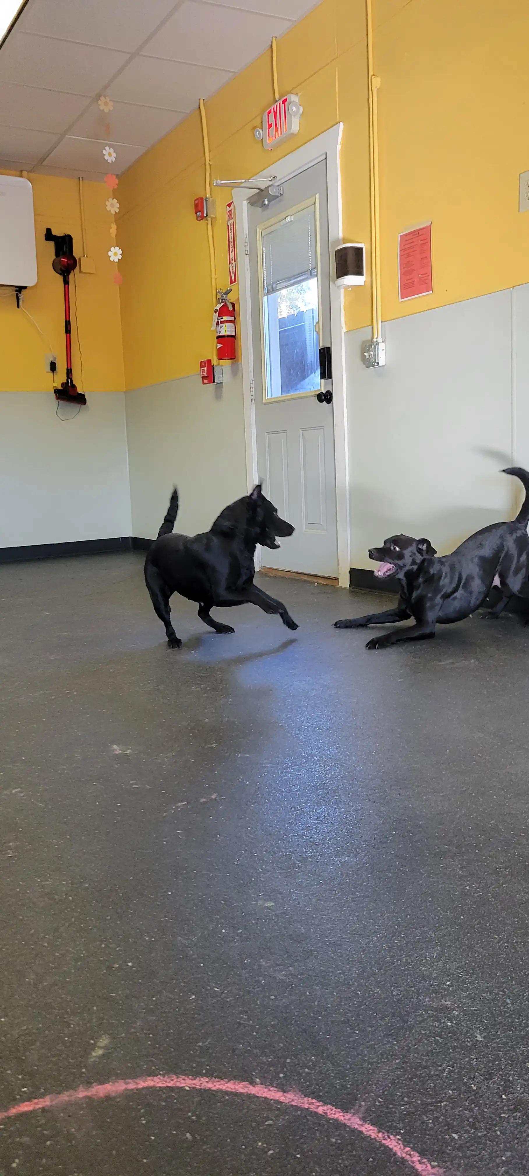 Ducky — thumbnail 5