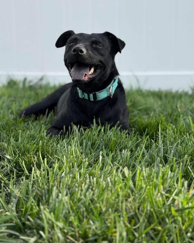 Ducky, Adoptable, Adult Female Black Labrador Retriever & American Staffordshire Terrier.