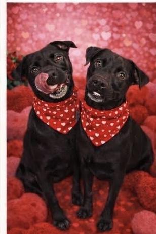 Ducky, a Adoptable mixed breed in Mount Juliet, TN image 3/6