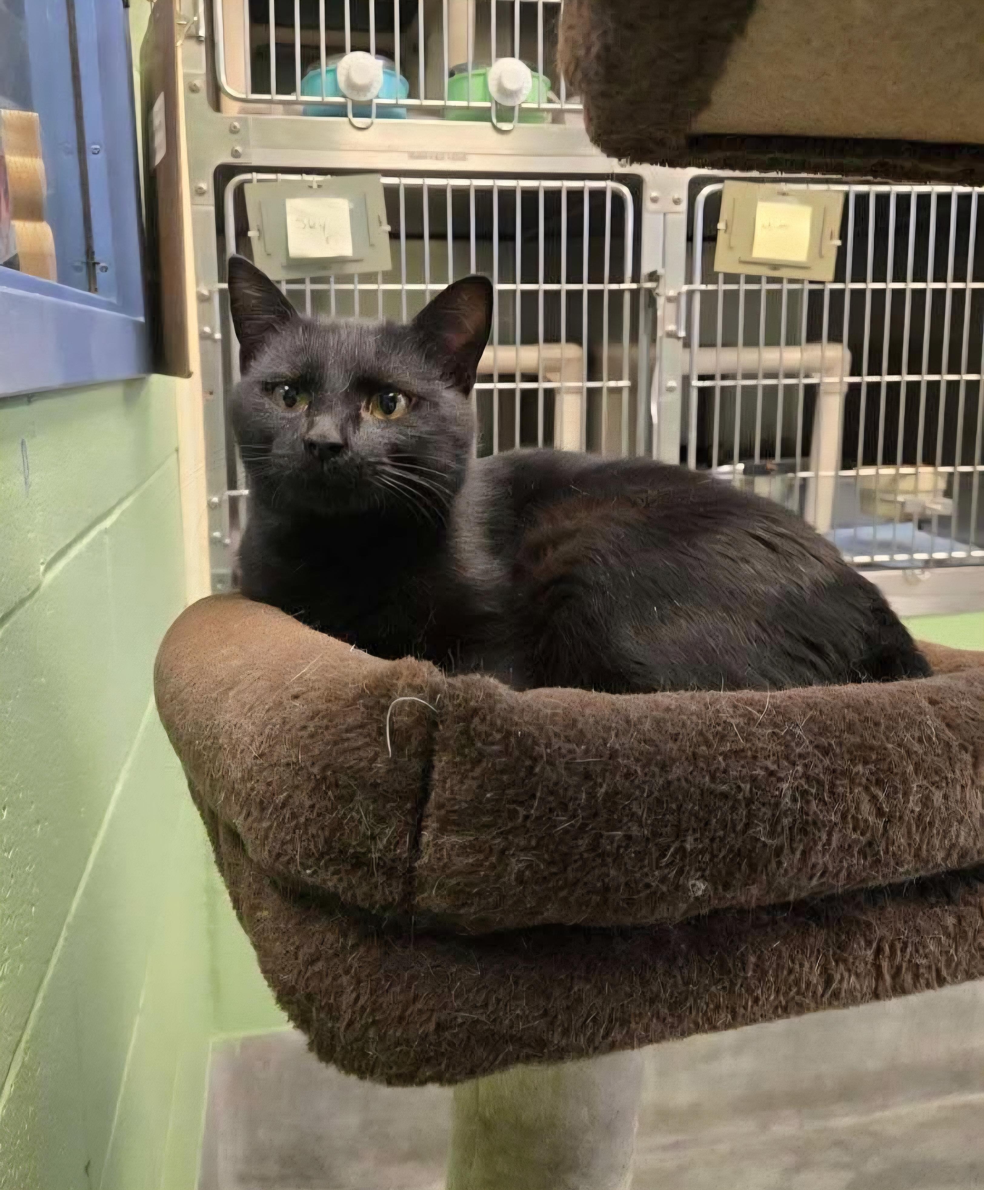 Enlarge Binx , a ADOPTABLE Domestic Short Hair in Amherst, VA image 2/2
