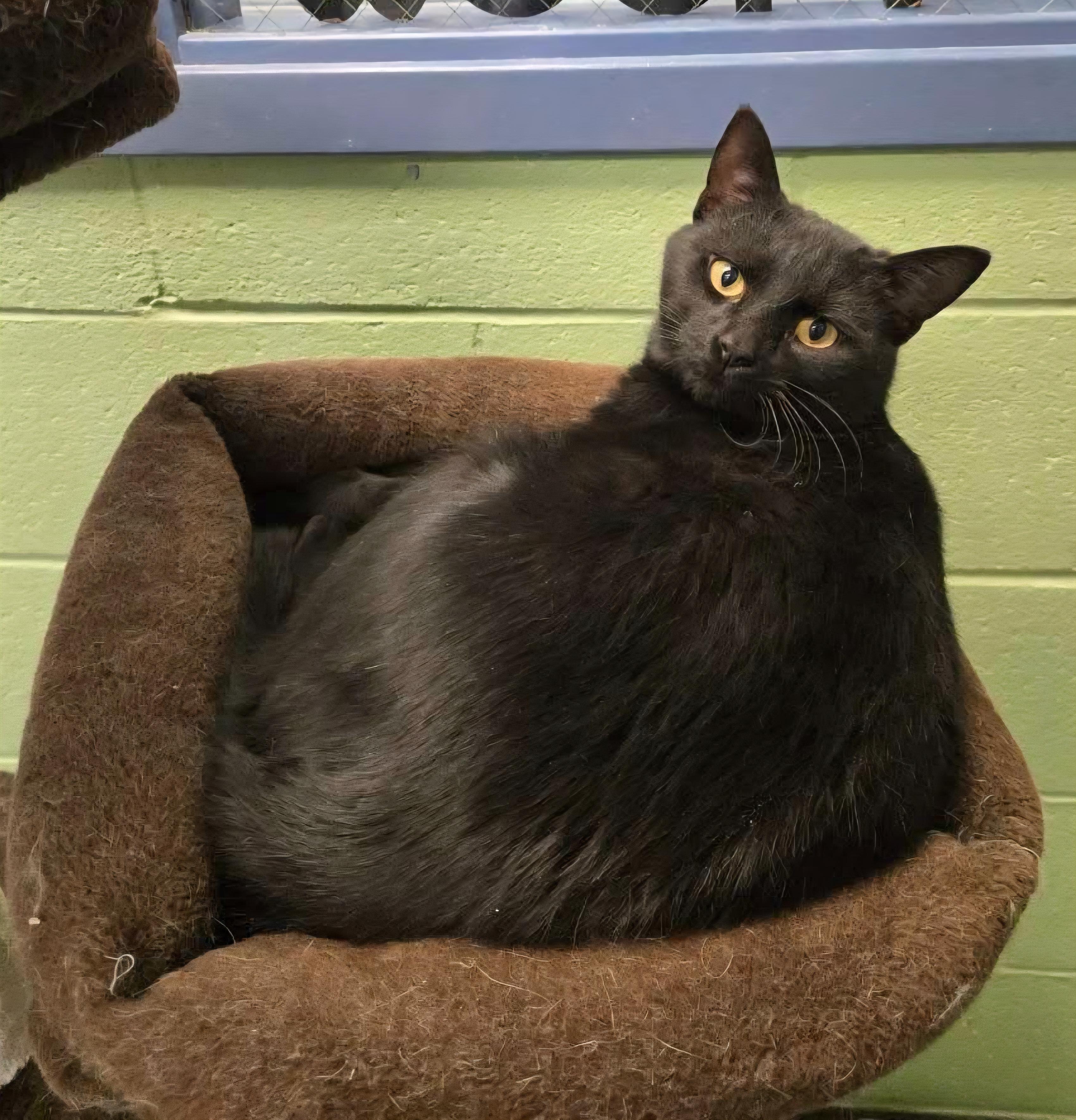 Binx , ADOPTABLE, Adult Male Domestic Short Hair.
