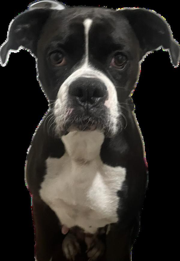 Enlarge Lyric, a Adoptable mixed breed in Salem, OR image 1/1