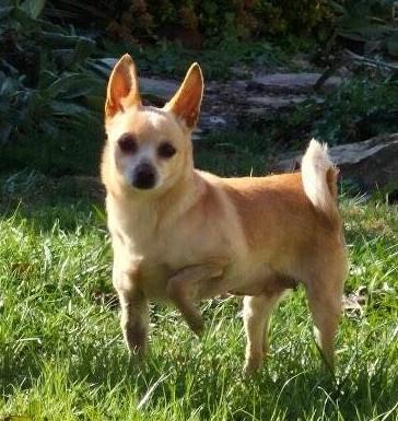 Enlarge Tiffany, a ADOPTABLE Chihuahua in New Albany, OH image 5/5