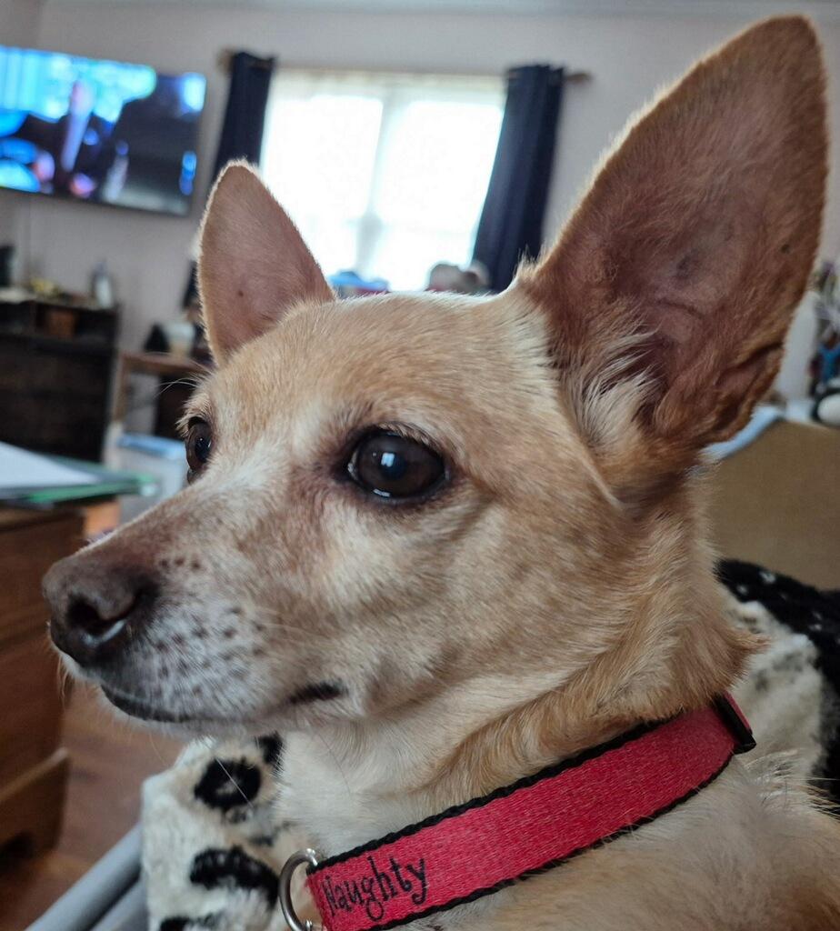 Enlarge Tiffany, a ADOPTABLE Chihuahua in New Albany, OH image 2/5