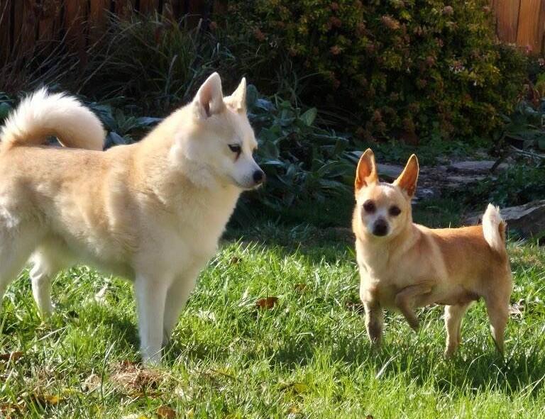 Enlarge Tiffany, a ADOPTABLE Chihuahua in New Albany, OH image 3/5