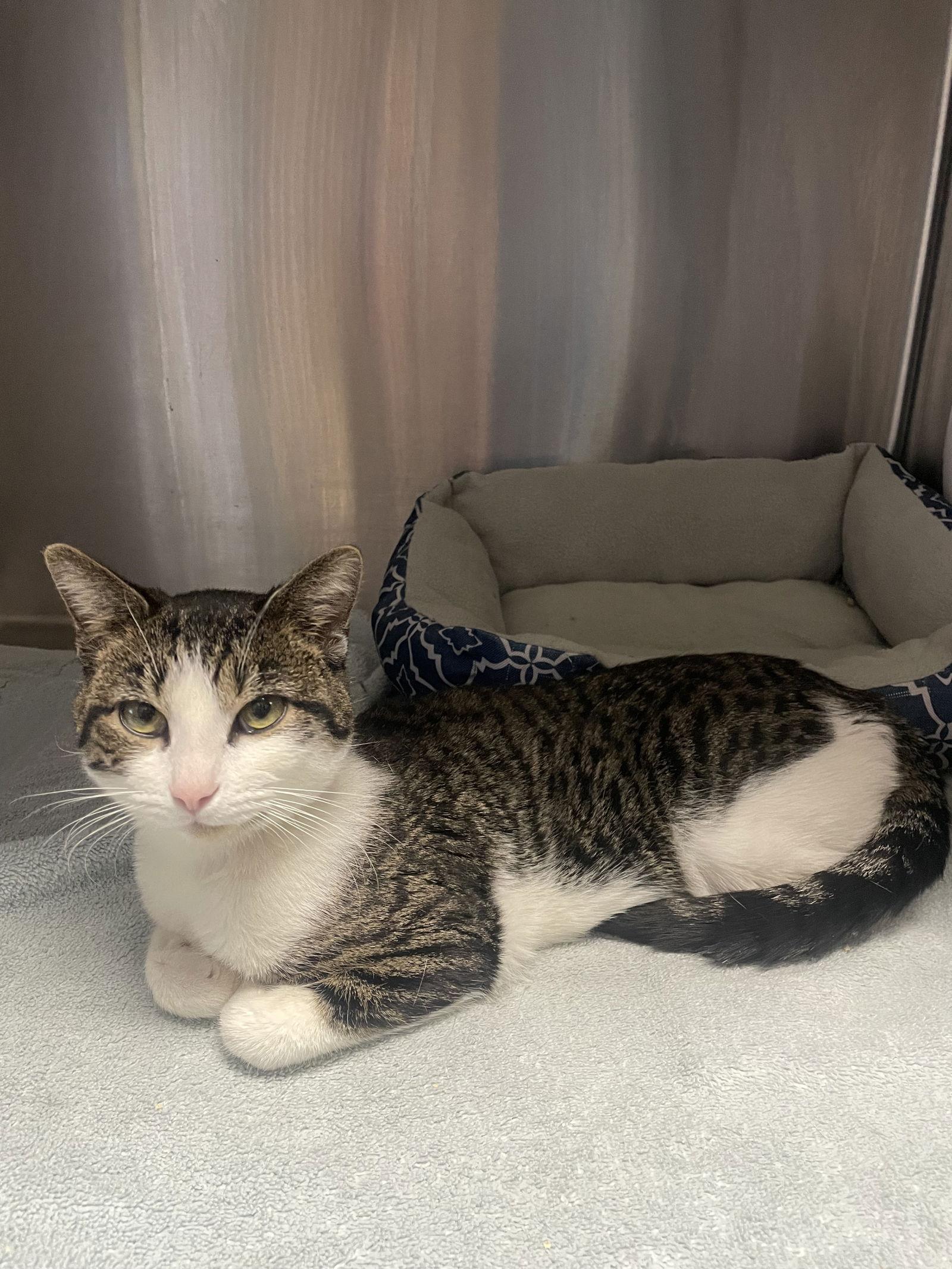 Cisco (FSG), Adoptable, Adult Male Tabby & Domestic Short Hair.