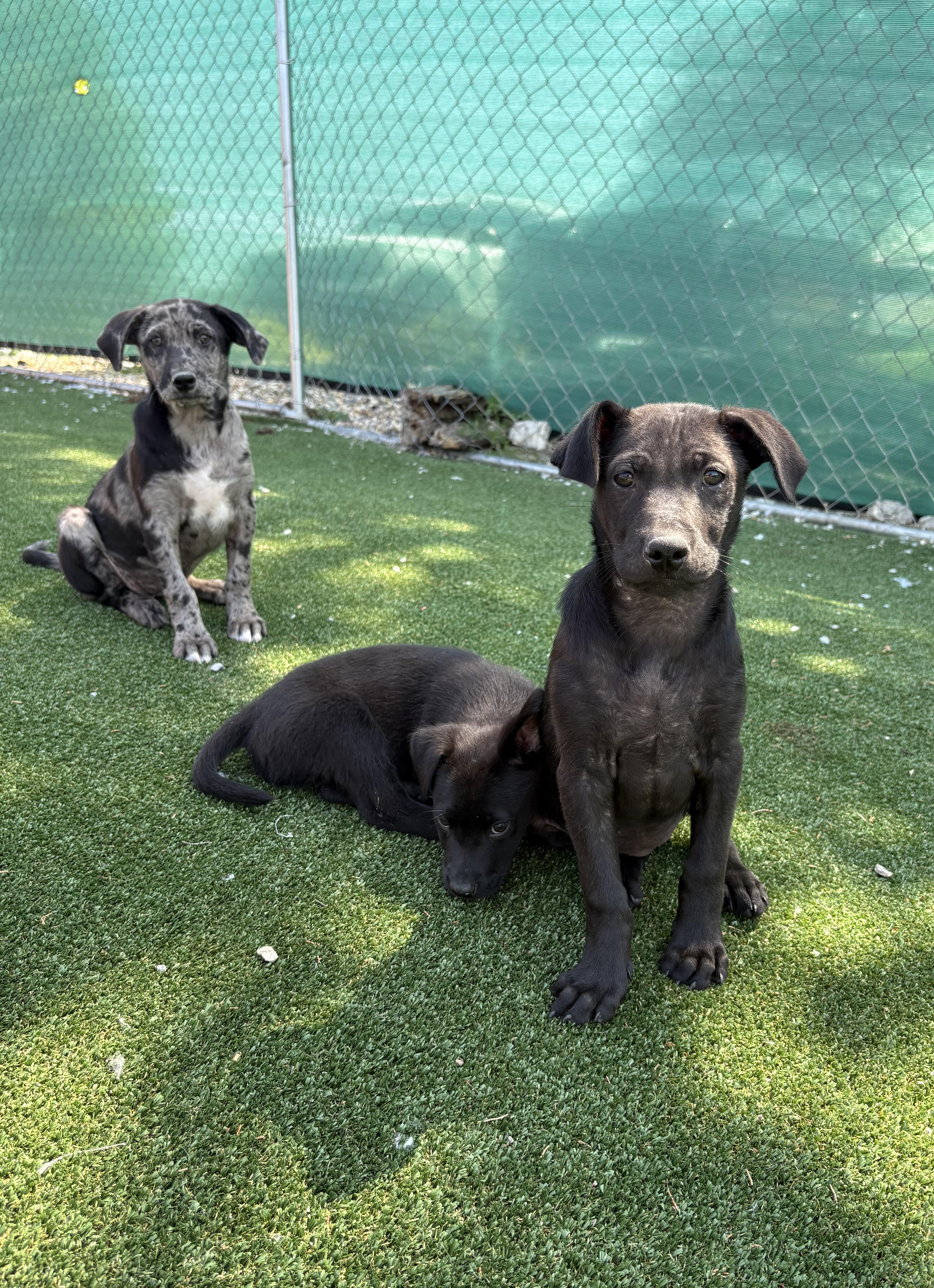Georgia, a ADOPTABLE mixed breed in Gallatin, TN image 3/4
