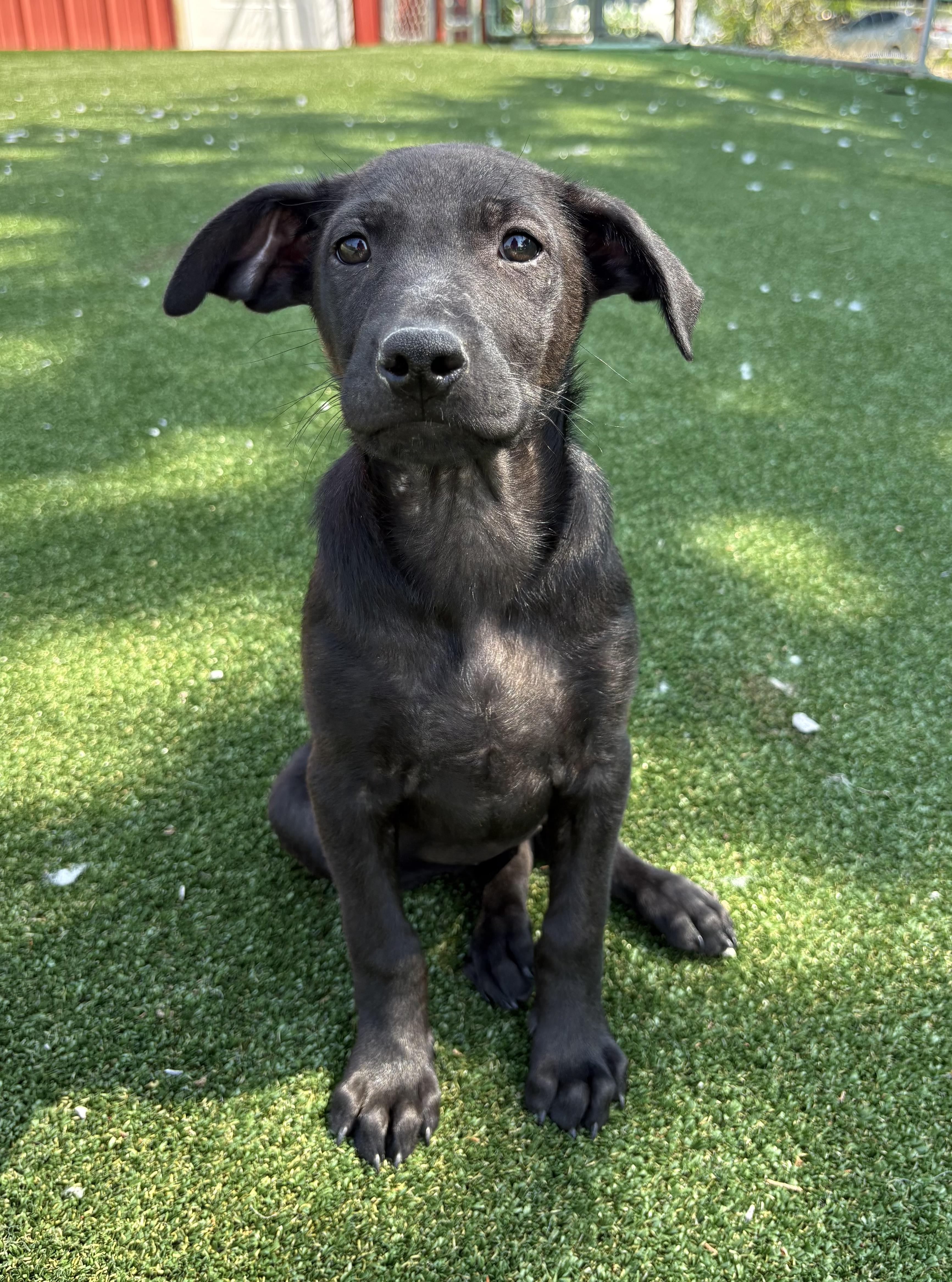 Georgia, a ADOPTABLE mixed breed in Gallatin, TN image 1/4