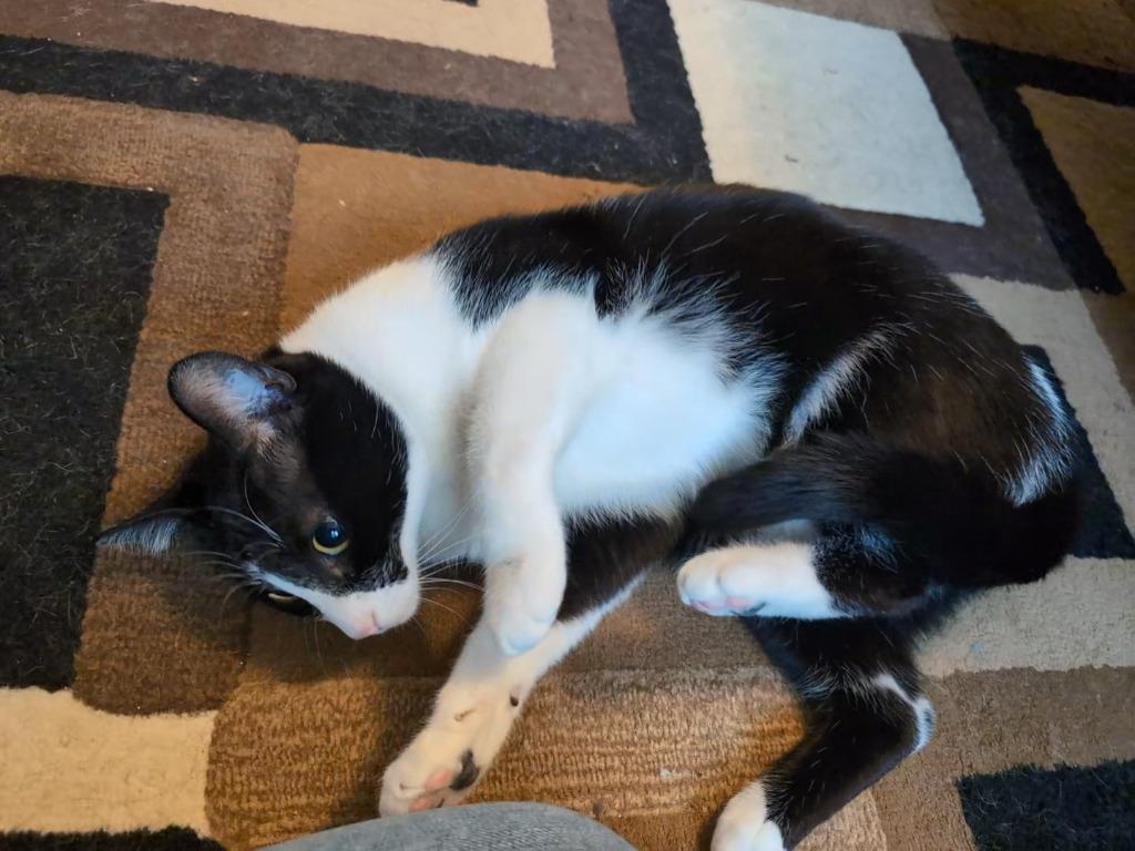 Stryder, Adoptable, Young Male Domestic Short Hair.