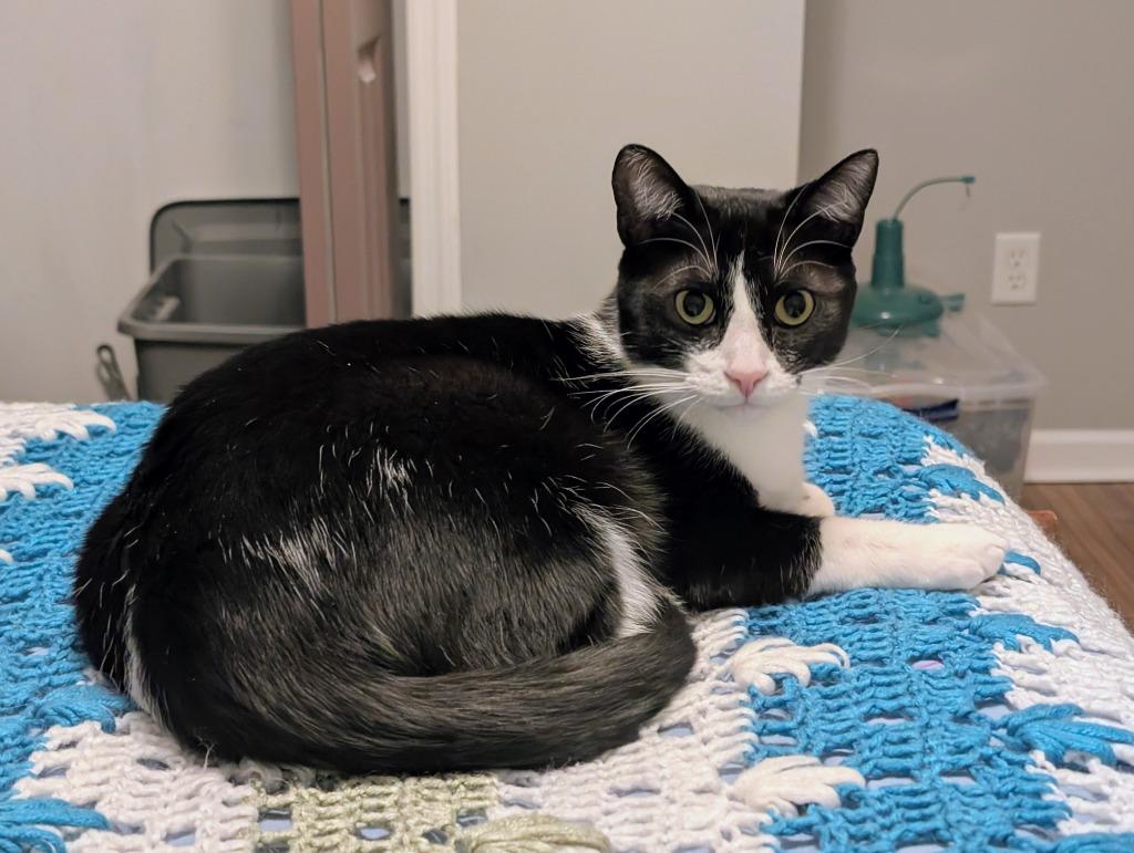 Enlarge Stryder, a Adoptable mixed breed in Evans, GA image 2/2
