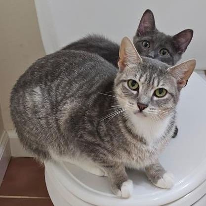 Millington, Adoptable, Young Female Domestic Short Hair.
