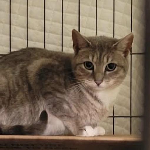 Enlarge Millington, a Adoptable Domestic Short Hair in Danbury, CT image 2/2