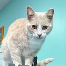 Enlarge Schnapps, a Adoptable Domestic Short Hair in Washington, DC image 1/4
