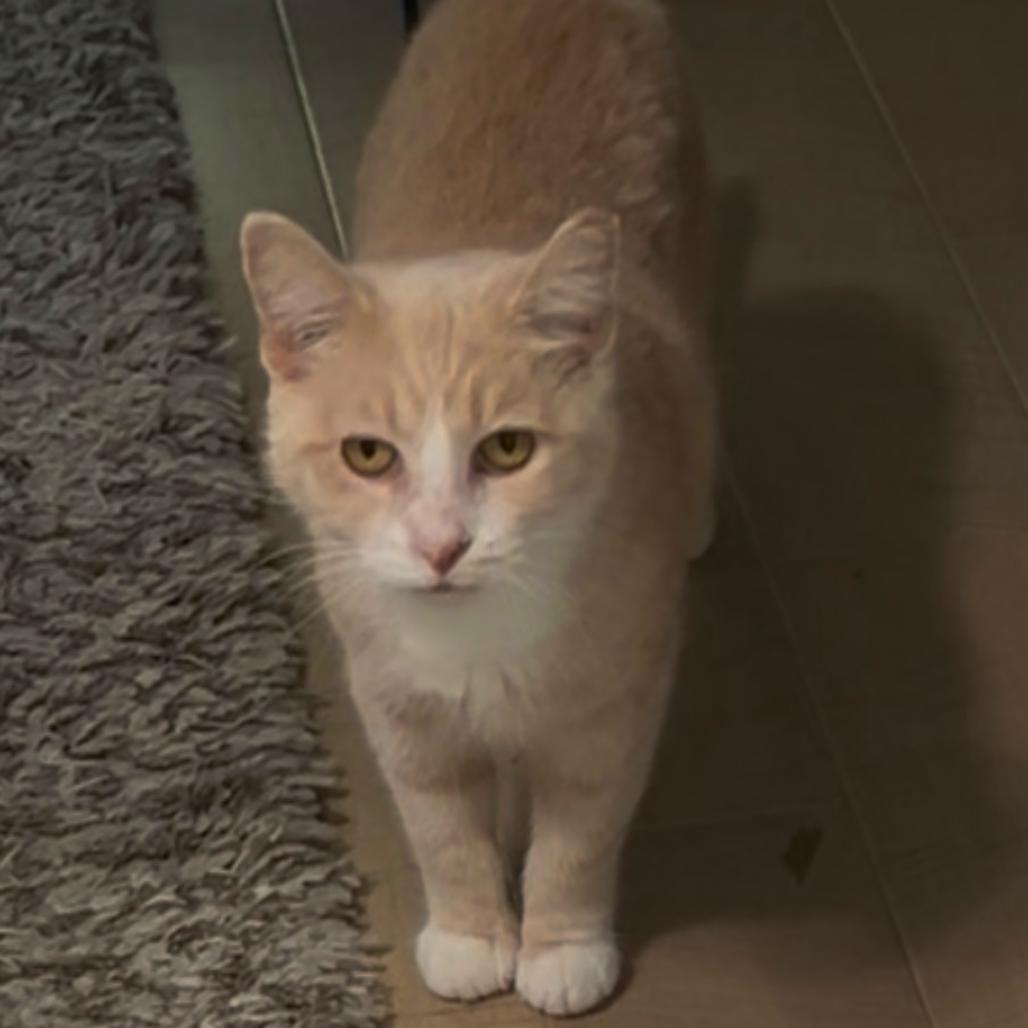 Enlarge Schnapps, a Adoptable Domestic Short Hair in Washington, DC image 2/4