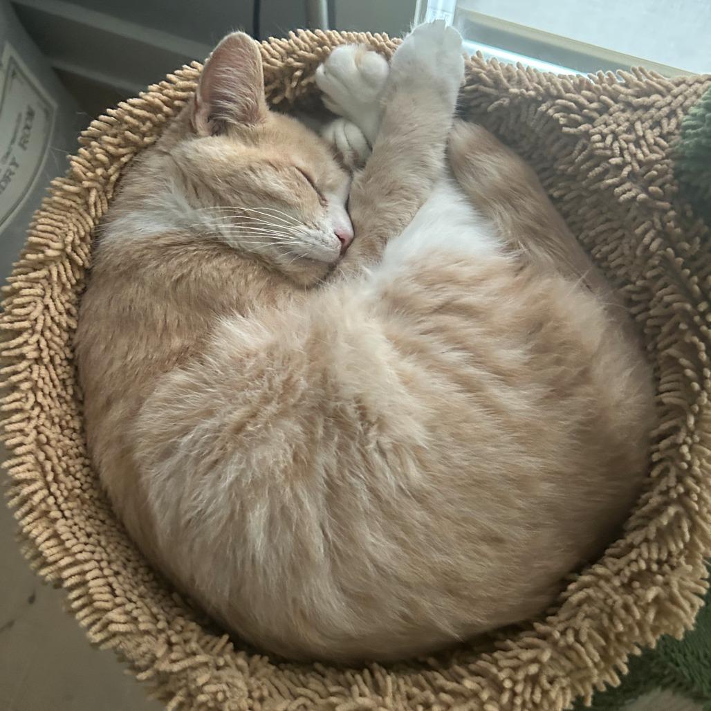 Enlarge Schnapps, a Adoptable Domestic Short Hair in Washington, DC image 3/4