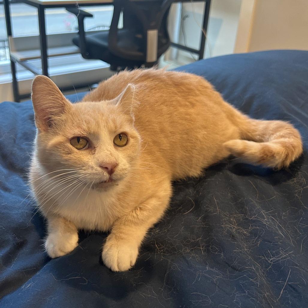 Enlarge Schnapps, a Adoptable Domestic Short Hair in Washington, DC image 4/4