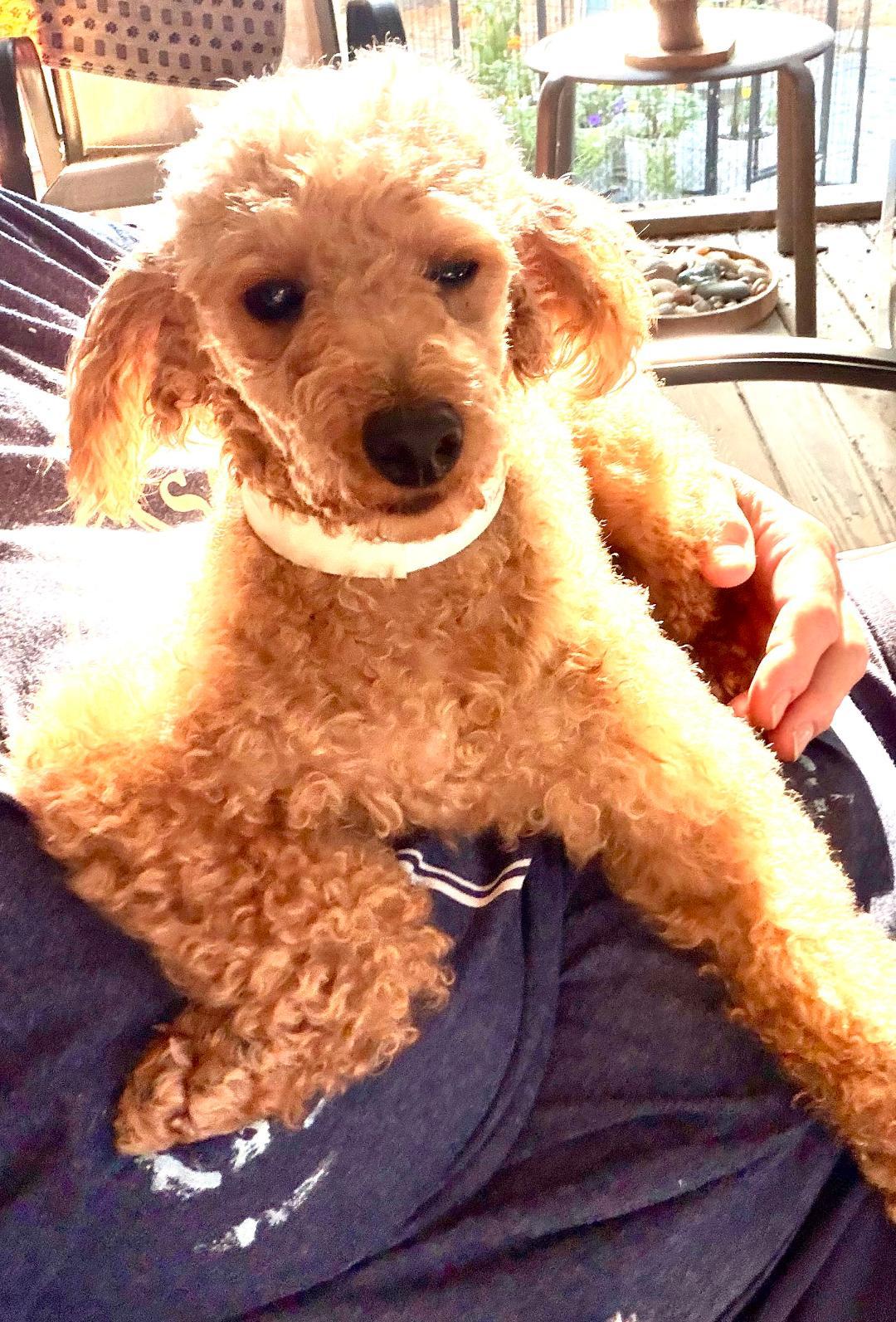 Enlarge Morgan, a ADOPTABLE Miniature Poodle in Williamsburg, VA image 4/6