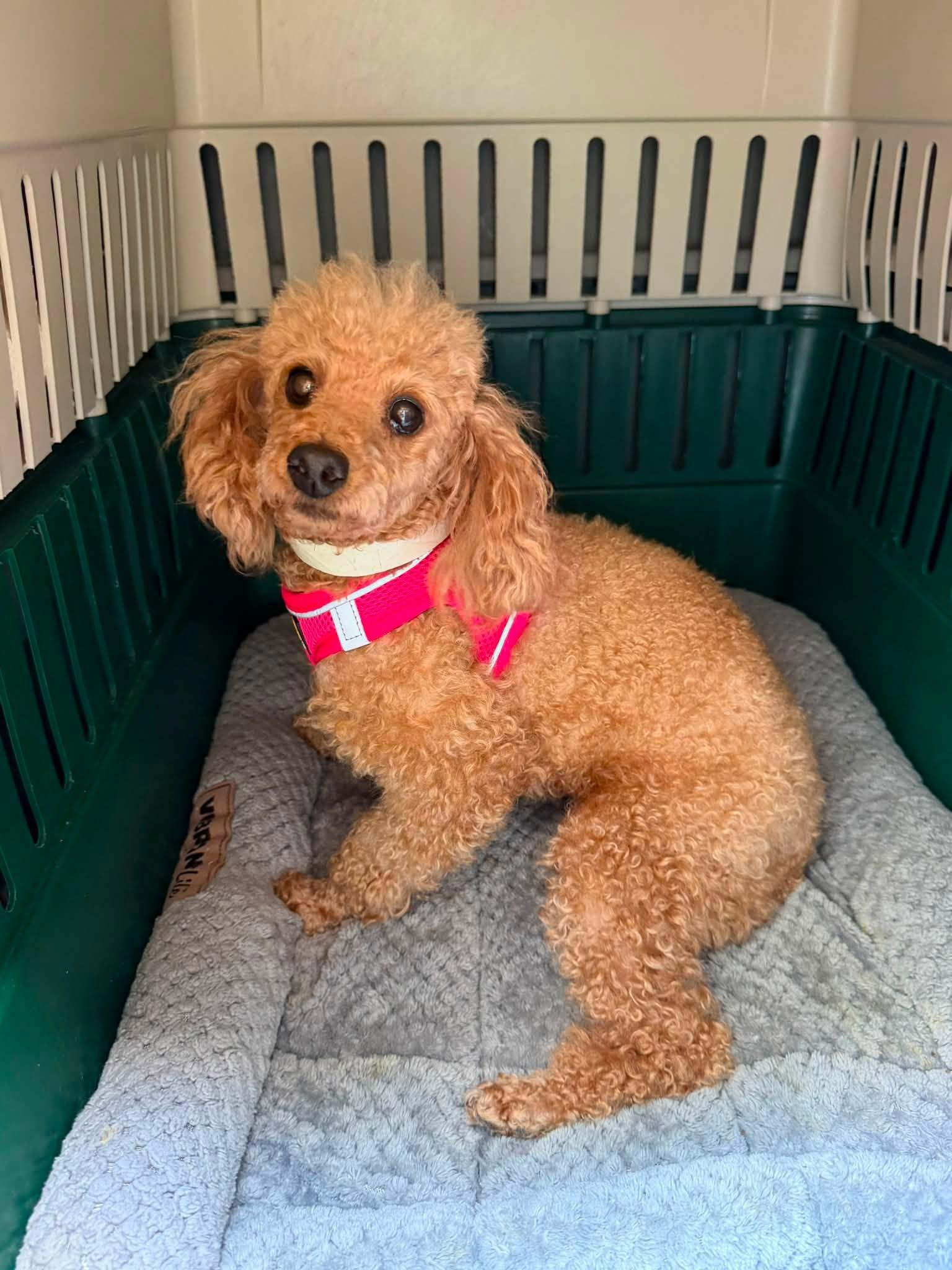 Enlarge Morgan, a ADOPTABLE Miniature Poodle in Williamsburg, VA image 2/6