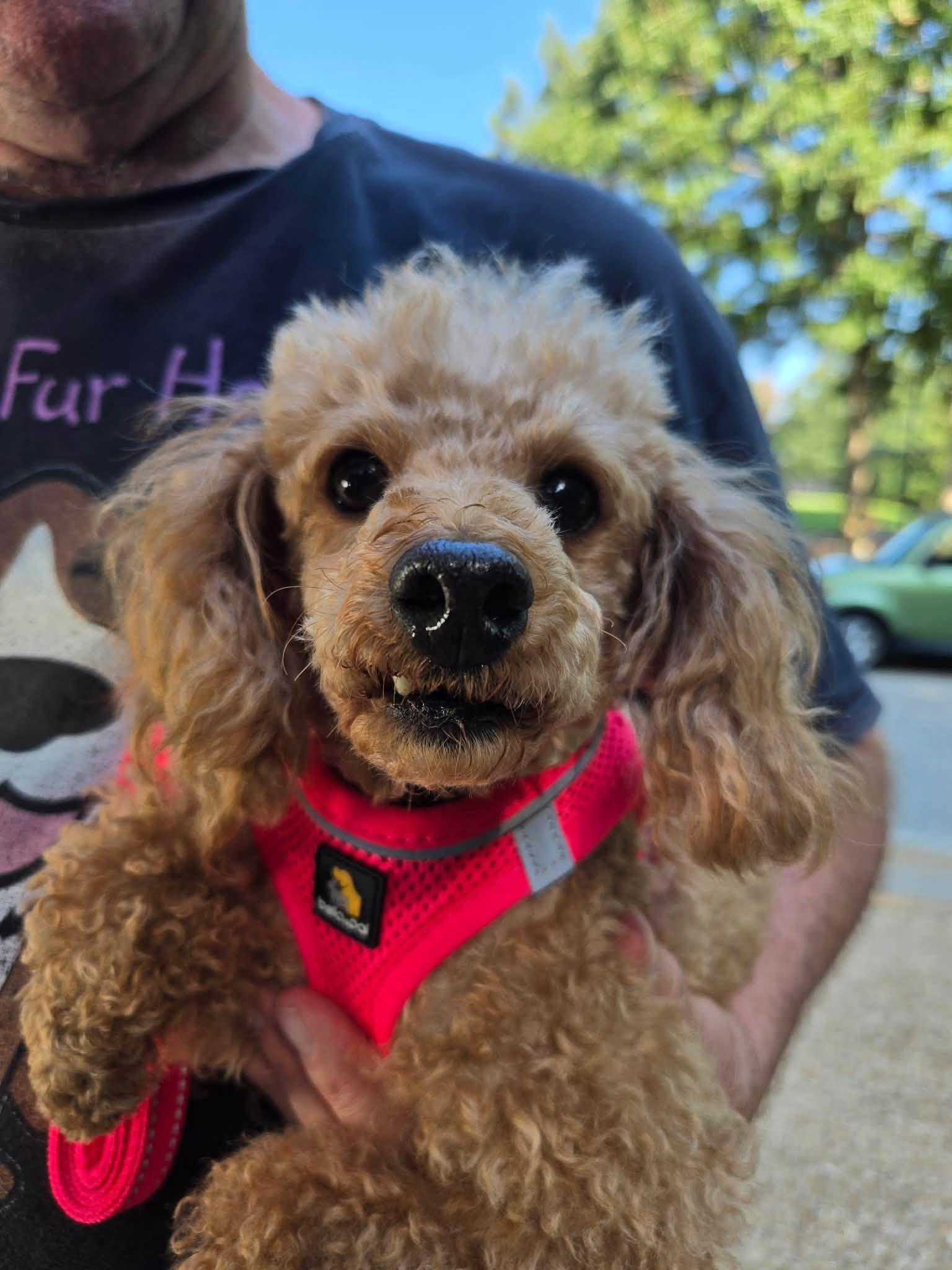 Enlarge Morgan, a ADOPTABLE Miniature Poodle in Williamsburg, VA image 5/6