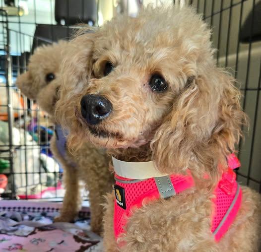 Morgan, ADOPTABLE, Adult Female Miniature Poodle.