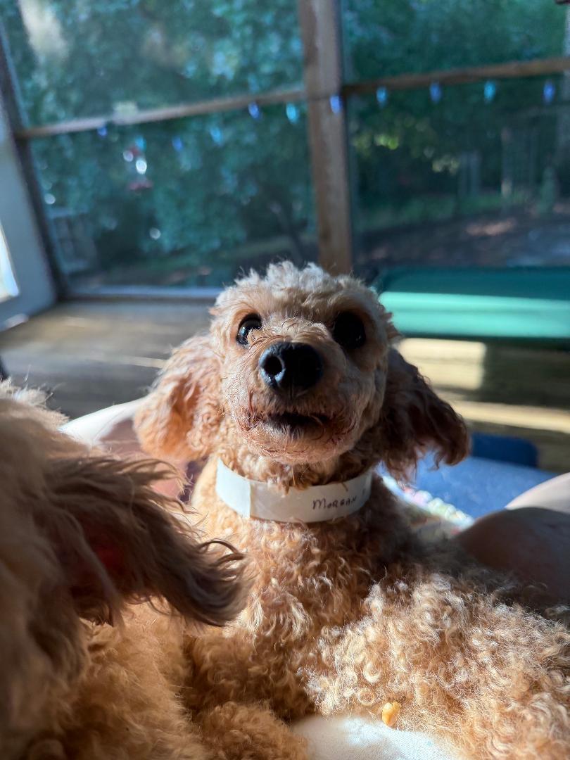 Enlarge Morgan, a ADOPTABLE Miniature Poodle in Williamsburg, VA image 6/6