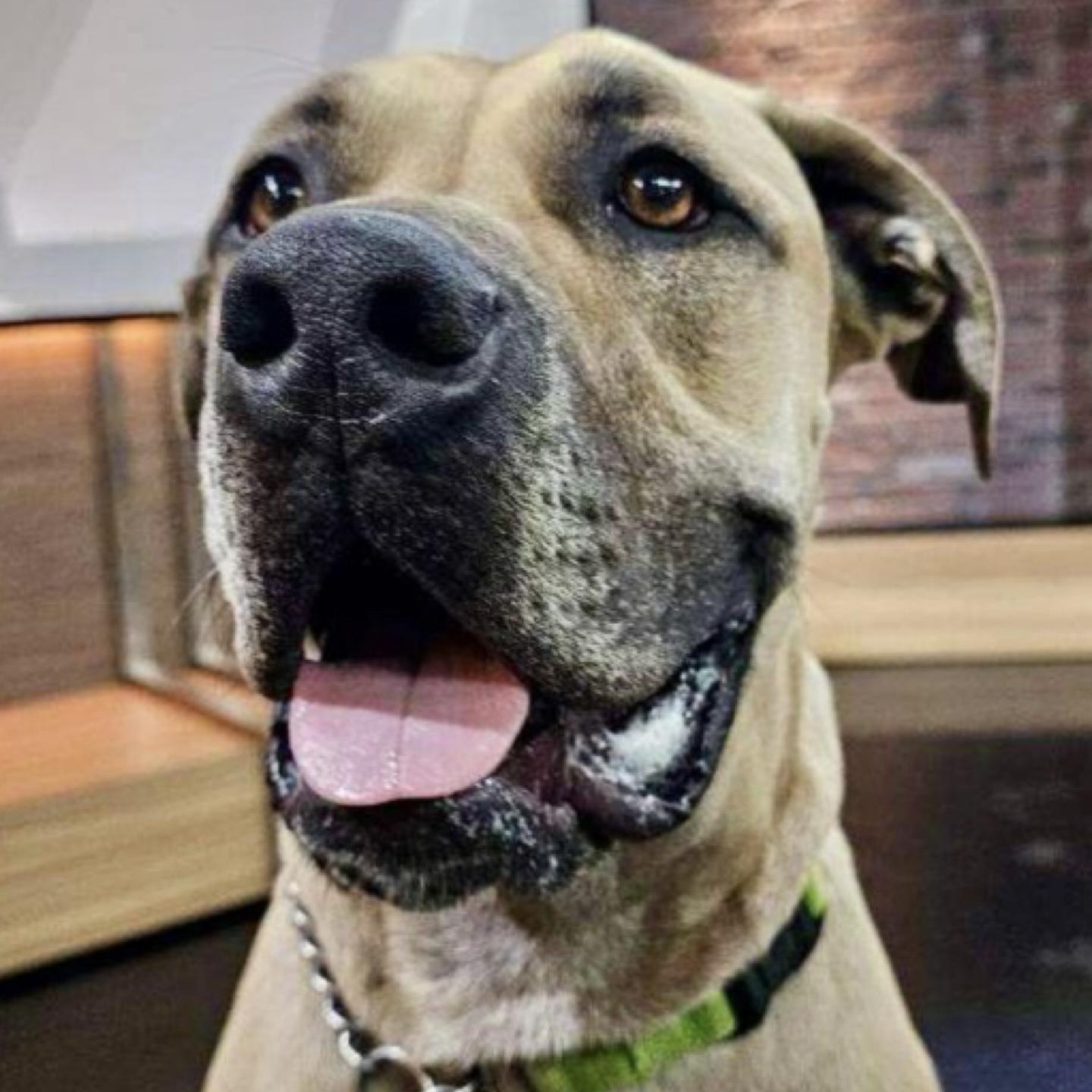 Enlarge Tommy, a Adoptable Mastiff in Citrus Heights, CA image 1/6