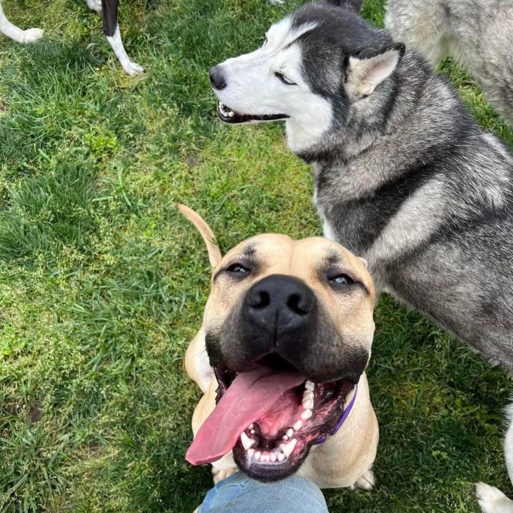 Tommy, a Adoptable Mastiff in Citrus Heights, CA image 4/6
