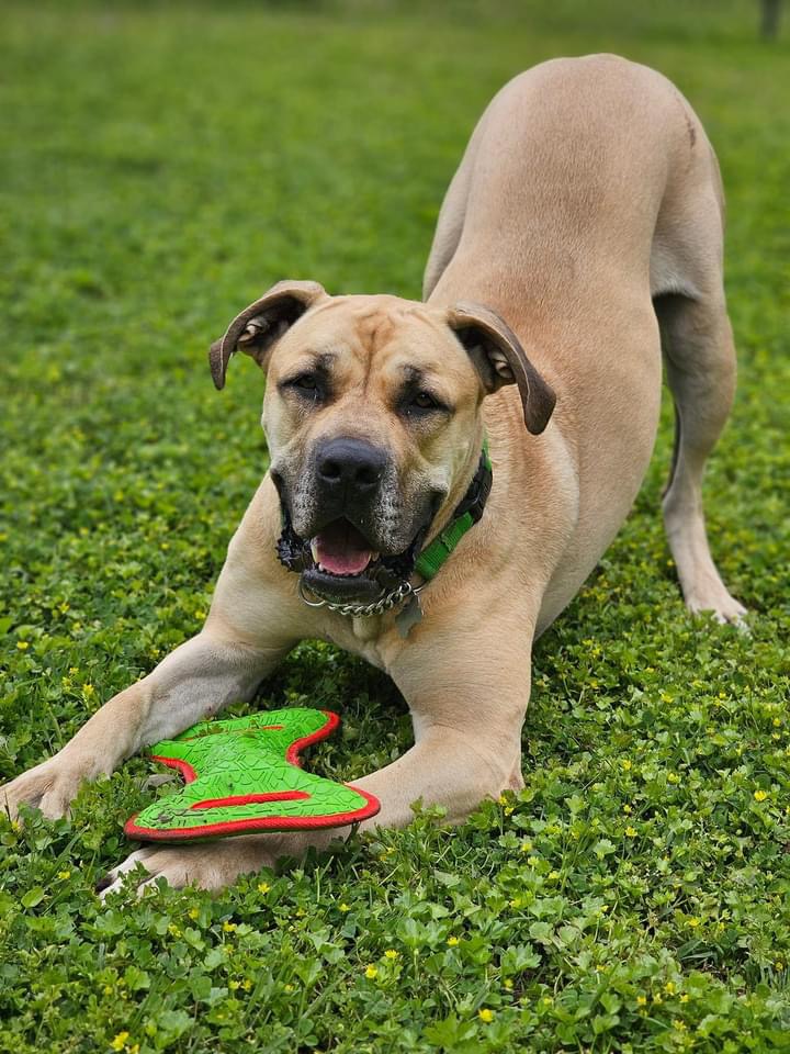 Tommy, a Adoptable Mastiff in Citrus Heights, CA image 5/6