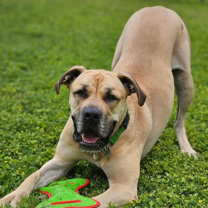 Enlarge Tommy, a Adoptable Mastiff in Citrus Heights, CA image 3/6