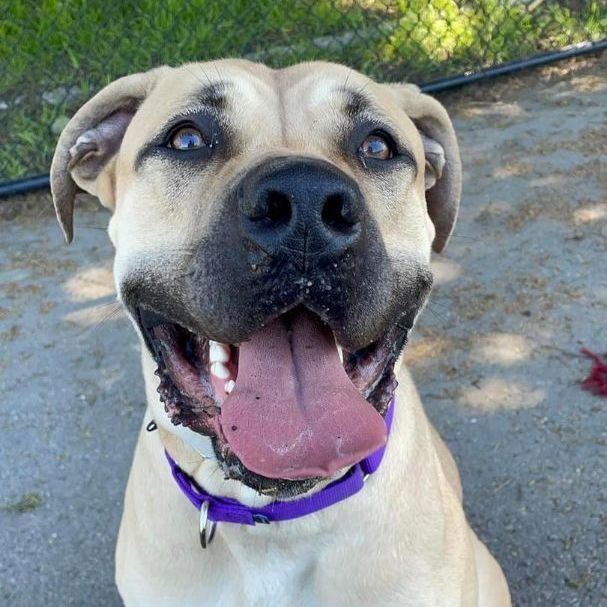 Tommy, a Adoptable Mastiff in Citrus Heights, CA image 6/6