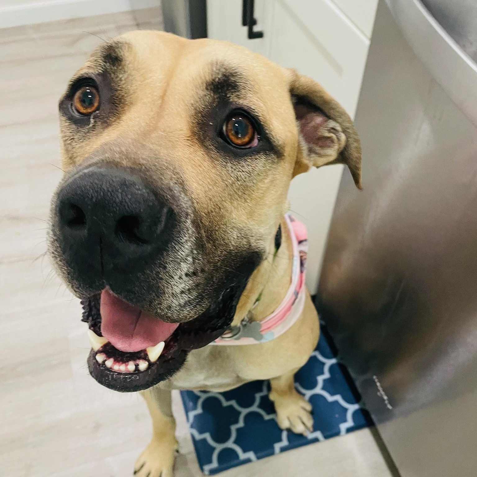 Enlarge Tommy, a Adoptable Mastiff in Citrus Heights, CA image 6/6