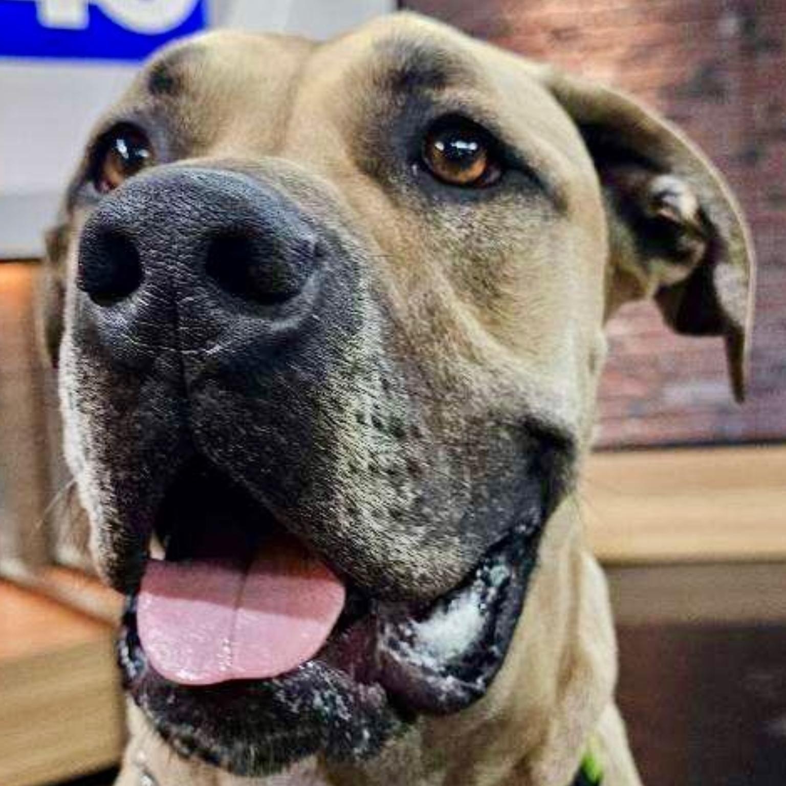 Tommy, an adoptable Mastiff in Citrus Heights, CA, 95610 | Photo Image 2
