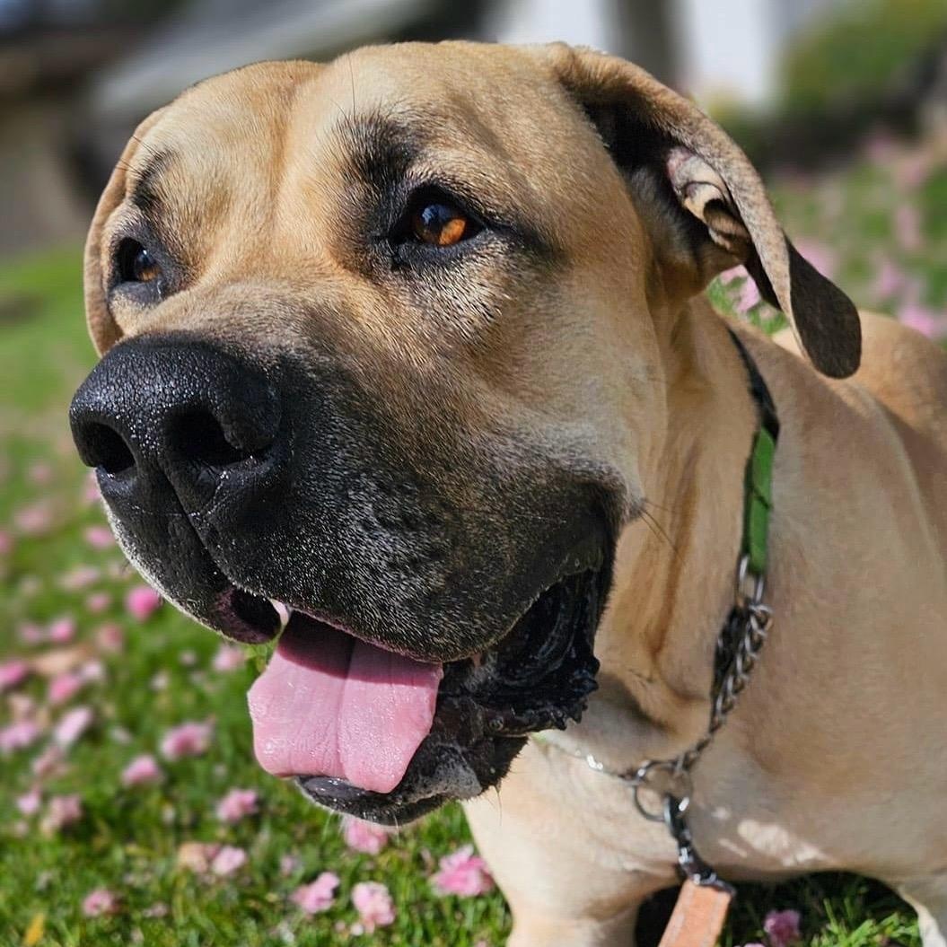 Enlarge Tommy, a Adoptable Mastiff in Citrus Heights, CA image 2/6