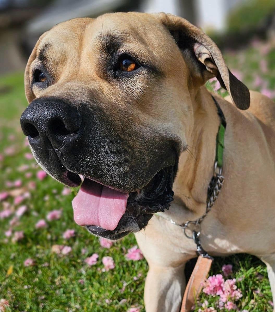 Tommy, a Adoptable Mastiff in Citrus Heights, CA image 1/6