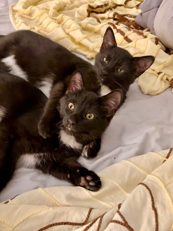 Little Bear & Little Brother, Adoptable, Kitten Male Domestic Short Hair.