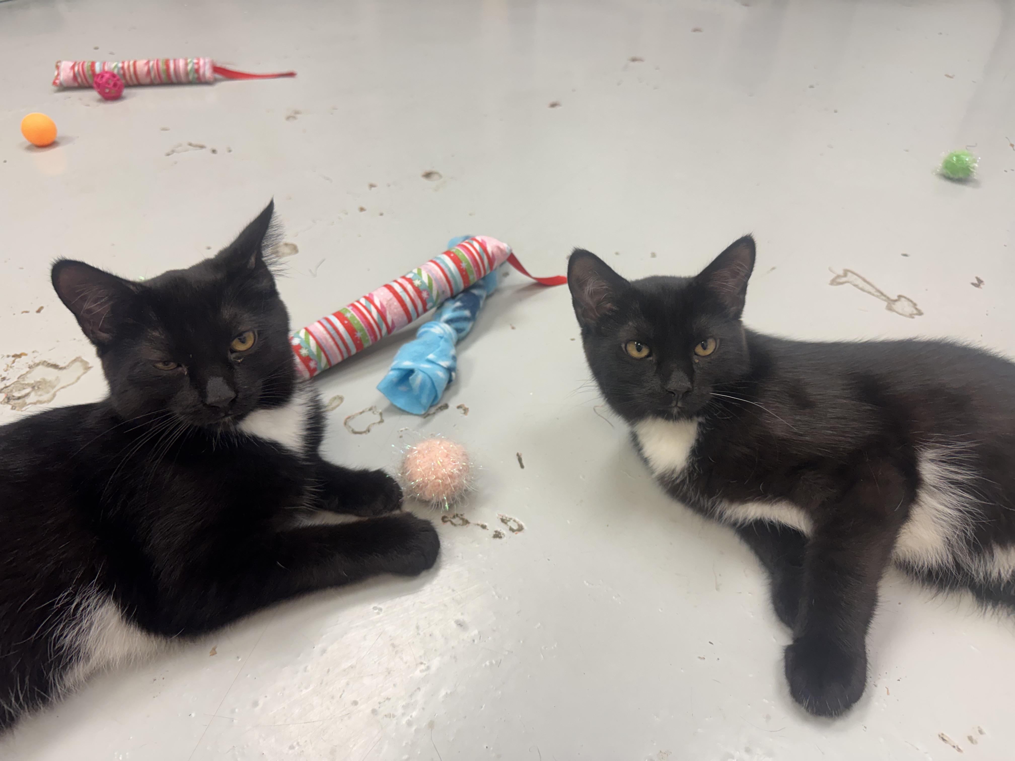 Enlarge Little Bear & Little Brother, a Adoptable Domestic Short Hair in Crystal Lake, IL image 5/6